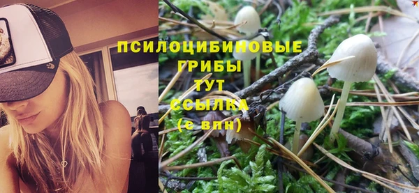 прущие грибы Медногорск
